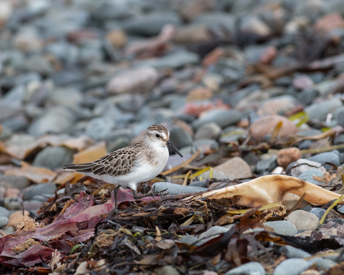 Semipalmated Sandpiper - ML623236191