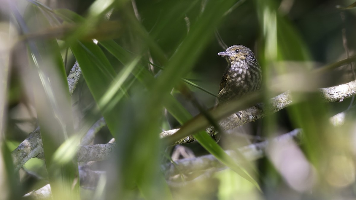 Mottled Berryhunter - ML623236194