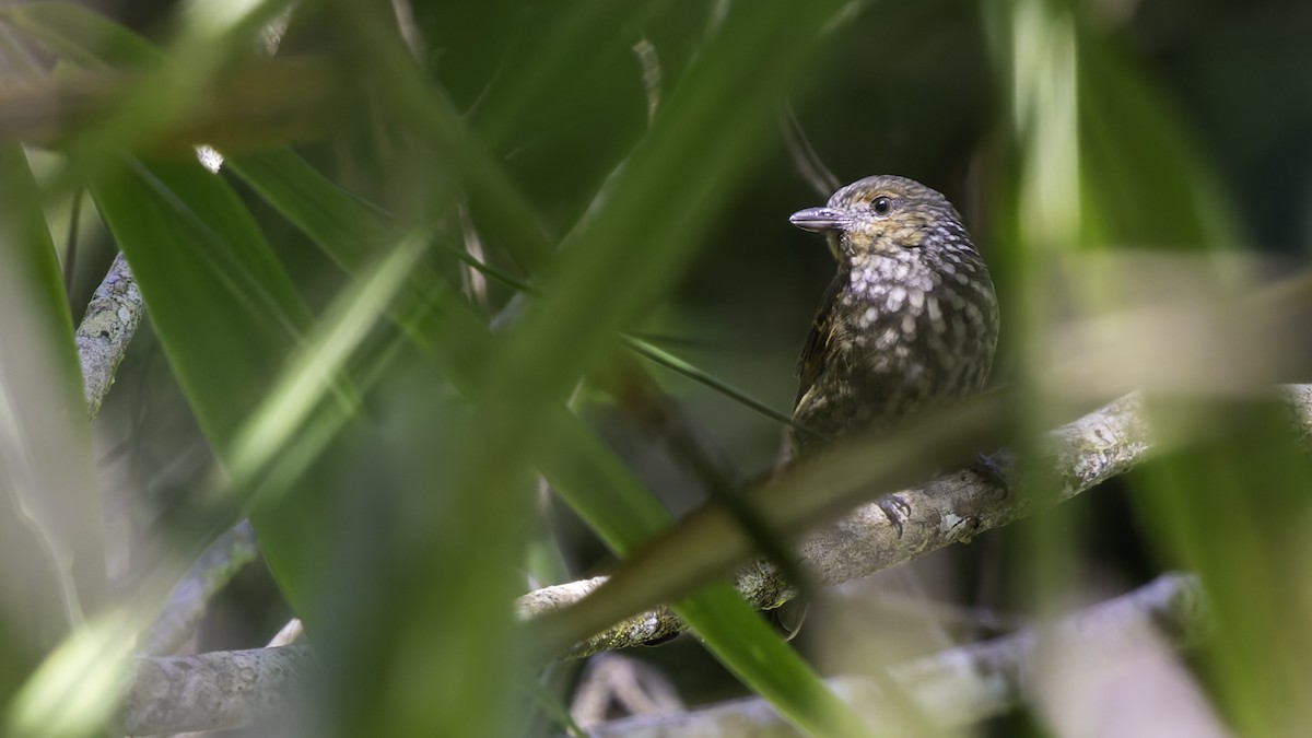 Mottled Berryhunter - Robert Tizard