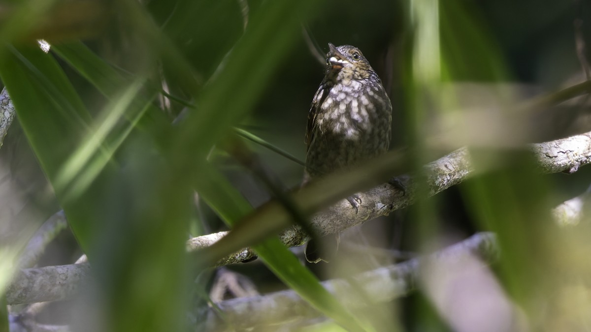 Mottled Berryhunter - ML623236227