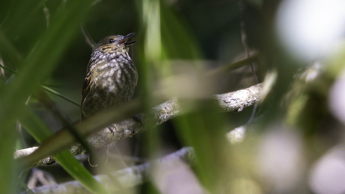 Mottled Berryhunter - Robert Tizard