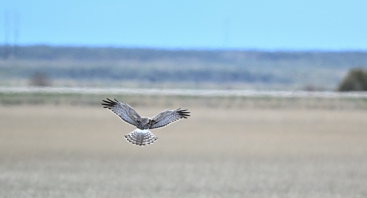 Northern Harrier - ML623236255