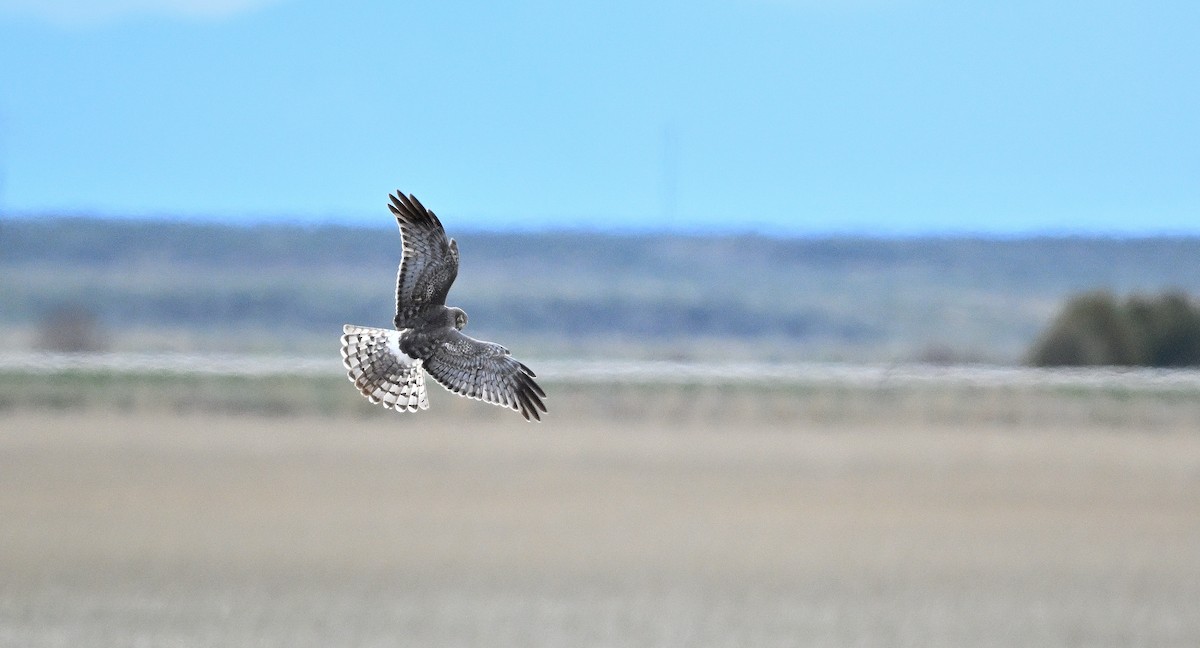 Northern Harrier - ML623236263