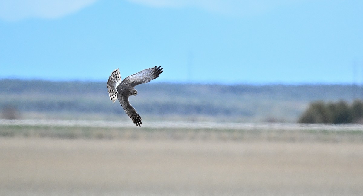 Northern Harrier - ML623236265