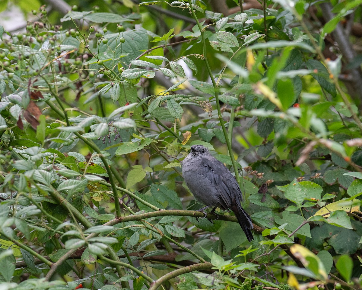 Gray Catbird - ML623236270