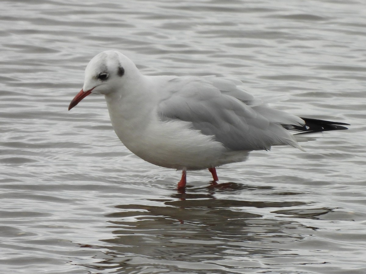 Black-headed Gull - ML623236281