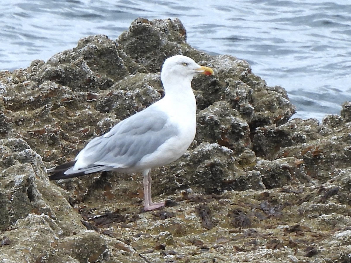 Herring Gull (European) - ML623236285