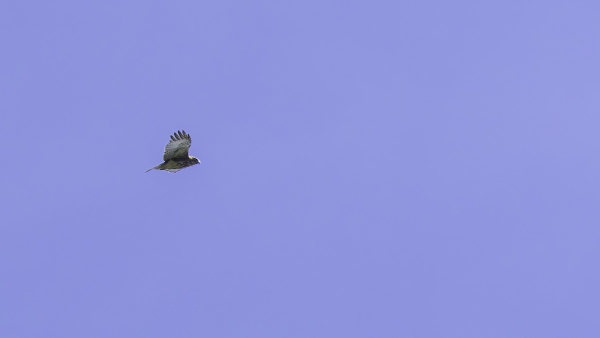 Pygmy Eagle - ML623236288