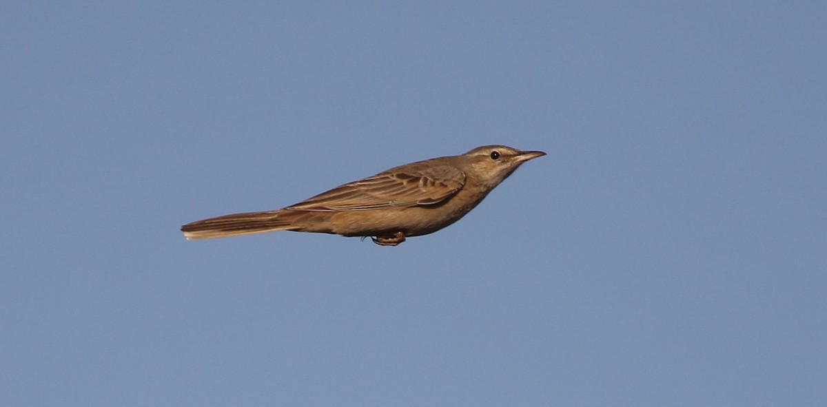 Long-billed Pipit - ML623236291