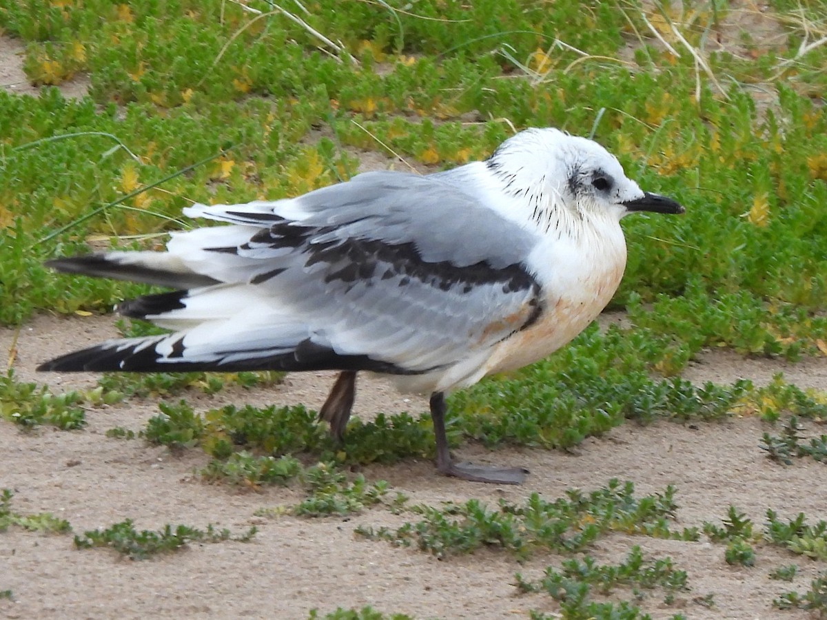 Black-legged Kittiwake (tridactyla) - ML623236295