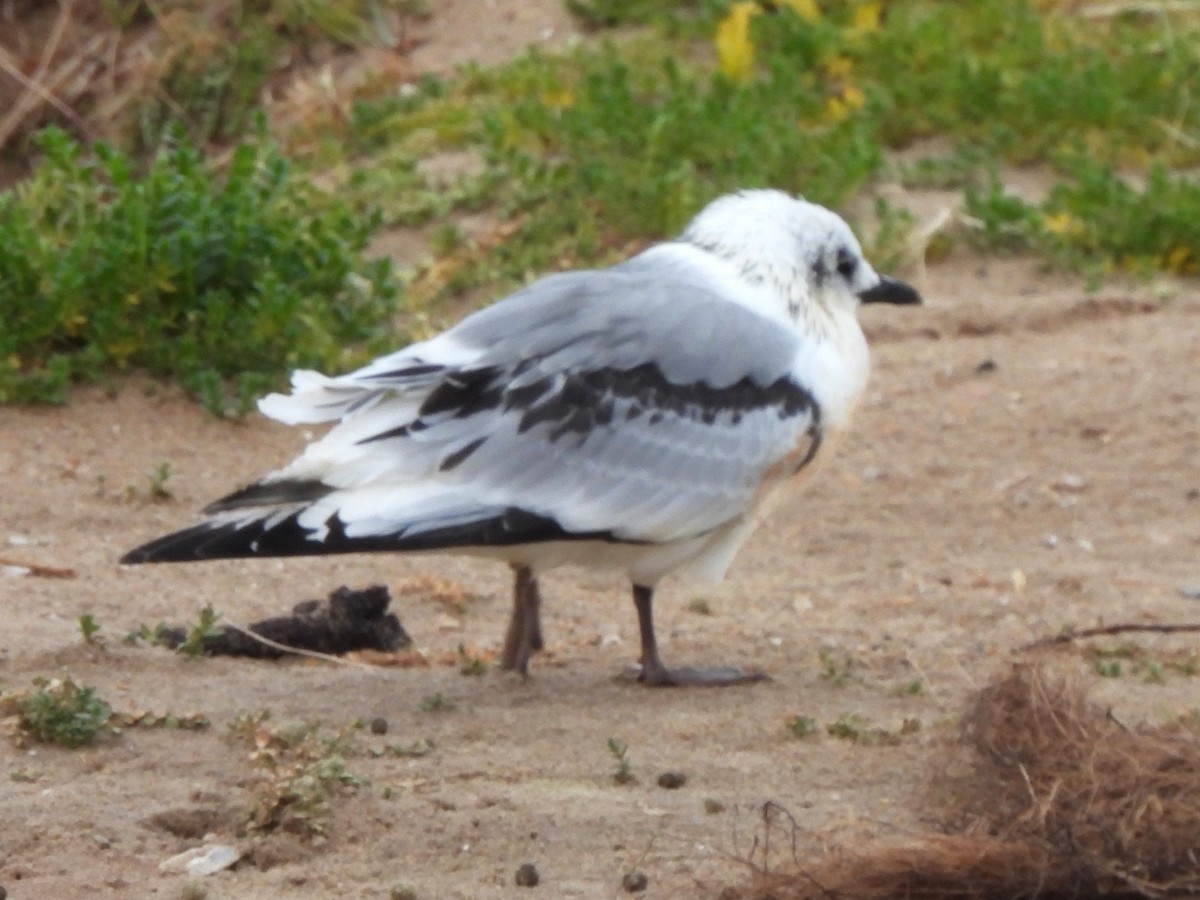 Black-legged Kittiwake (tridactyla) - ML623236296