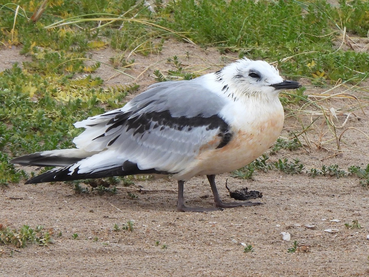 Black-legged Kittiwake (tridactyla) - ML623236297