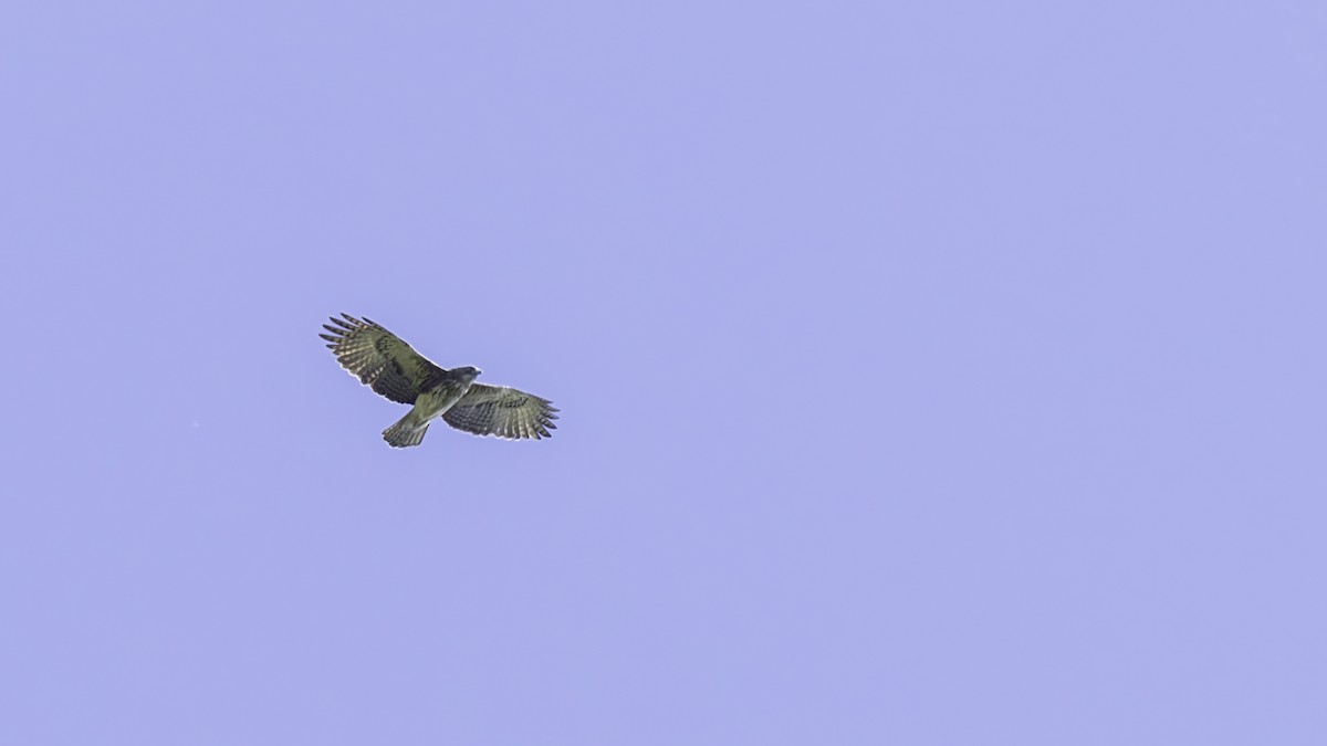Pygmy Eagle - ML623236305