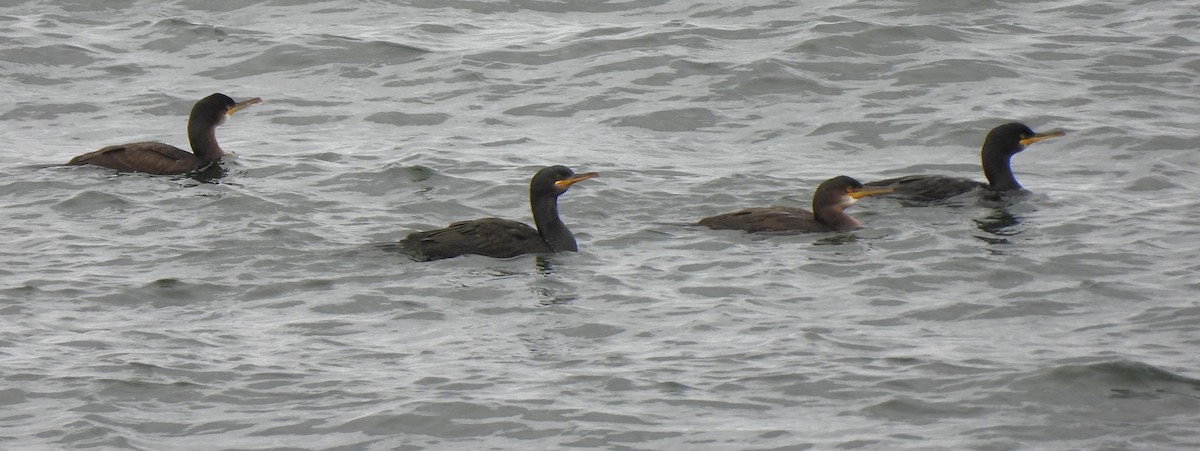 European Shag (Atlantic) - ML623236308