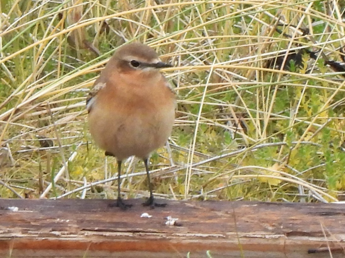 Northern Wheatear - ML623236317