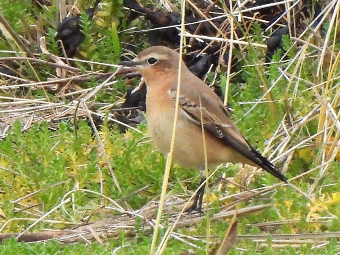 Northern Wheatear - ML623236318