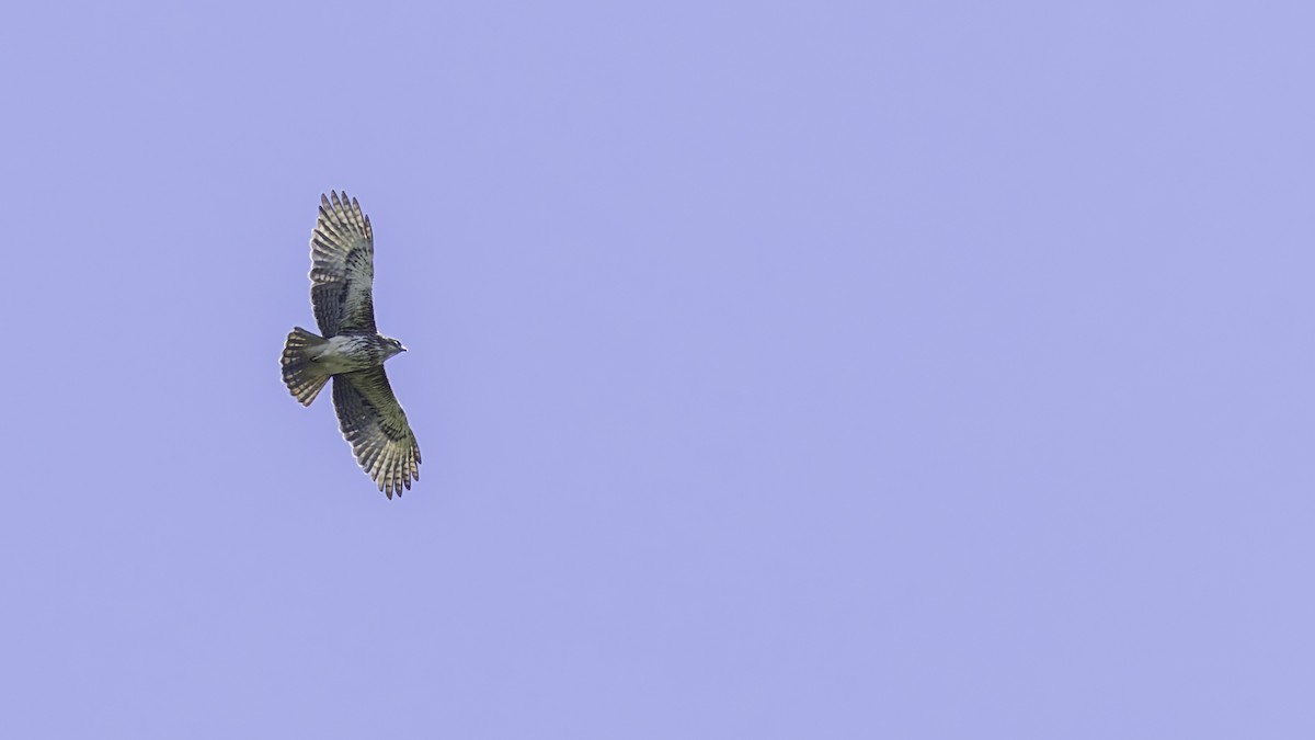 Pygmy Eagle - ML623236323