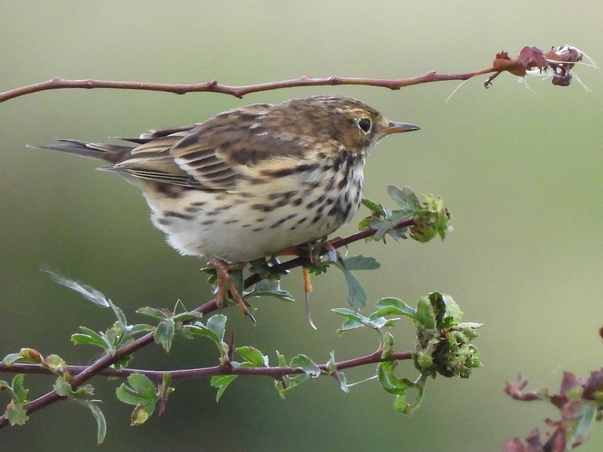 Meadow Pipit - ML623236325