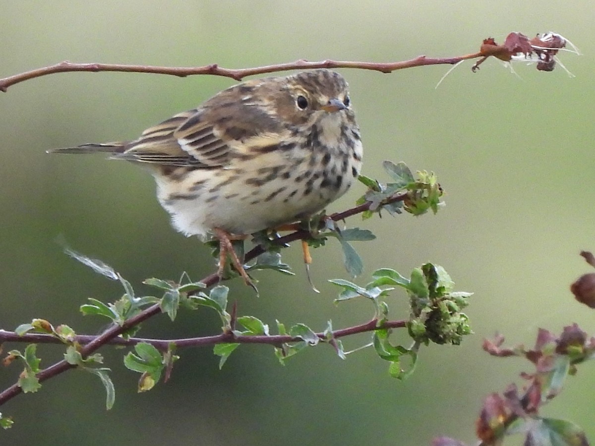 Meadow Pipit - ML623236326