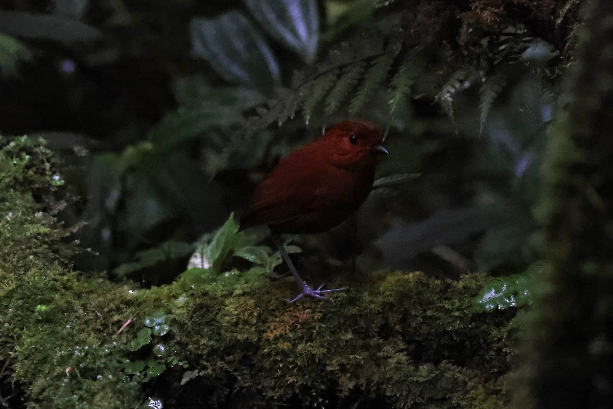 Chestnut Antpitta - ML623236338