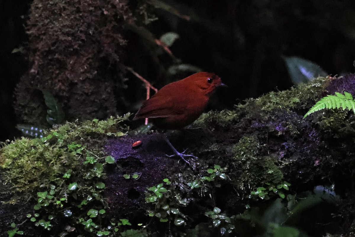 Chestnut Antpitta - ML623236341