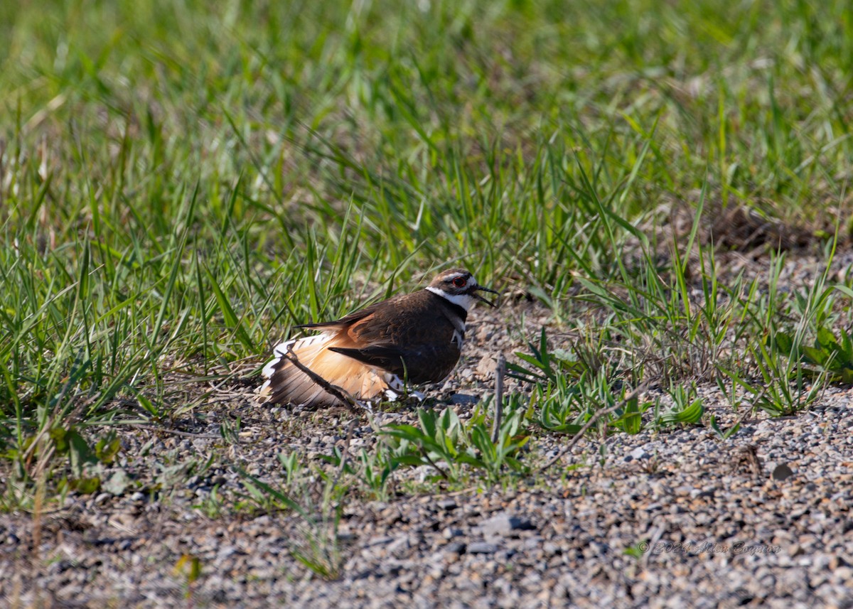 Killdeer - ML623236343