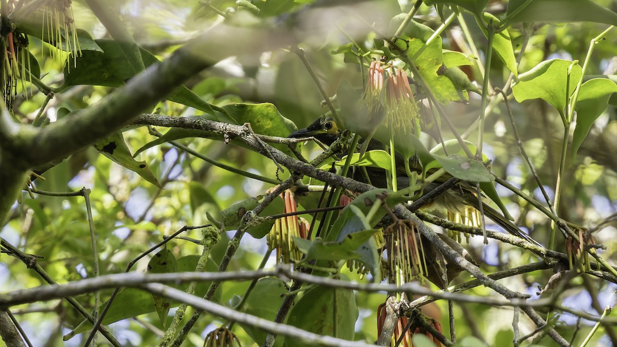 Black-throated Honeyeater - ML623236365