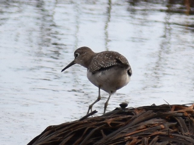 Solitary Sandpiper - ML623236419