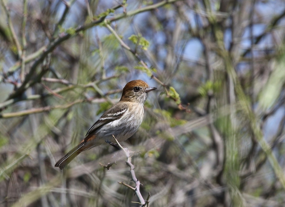 Cinereous Tyrant - ML623236421