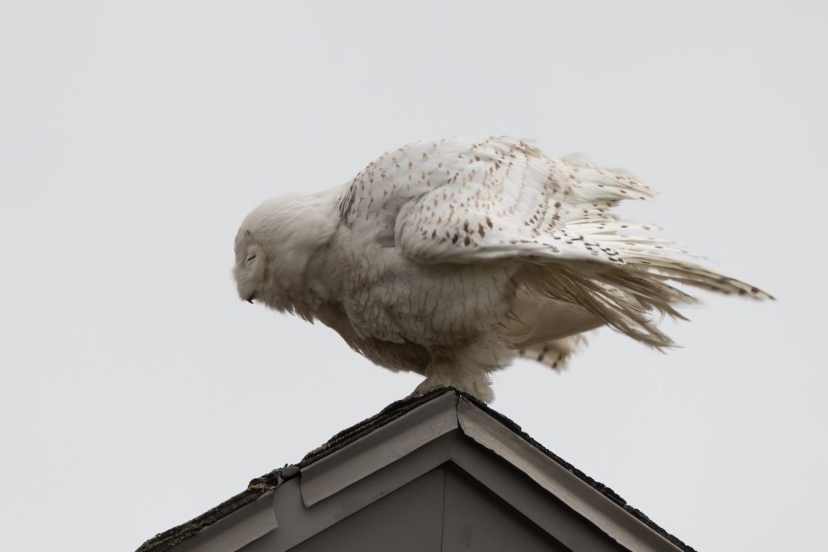 Snowy Owl - Kalpesh Krishna