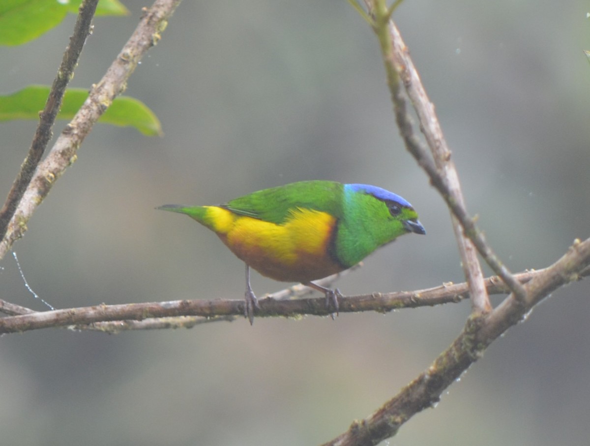 Chestnut-breasted Chlorophonia - Richard Rae