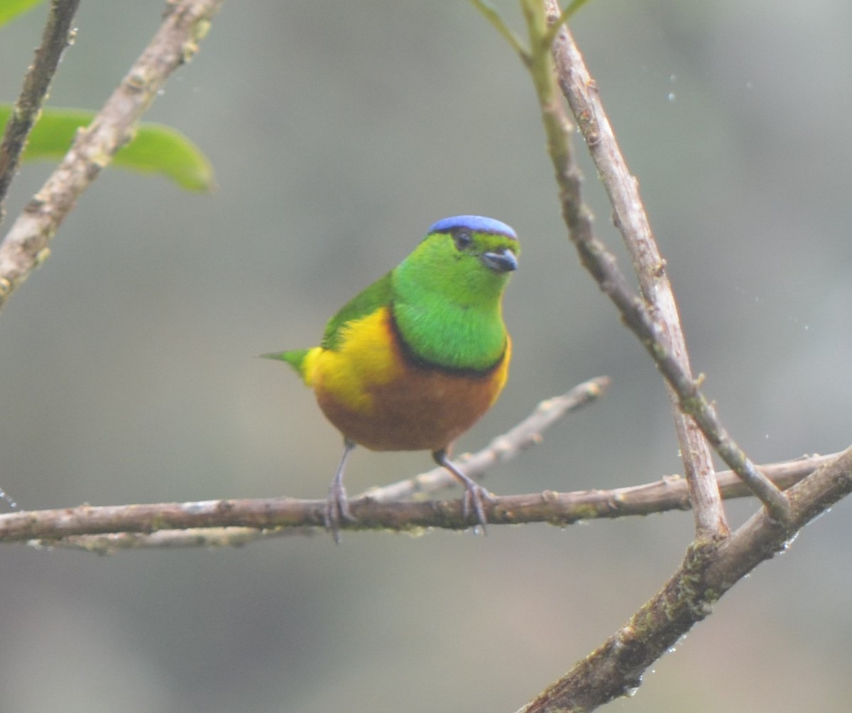 Chestnut-breasted Chlorophonia - ML623236443