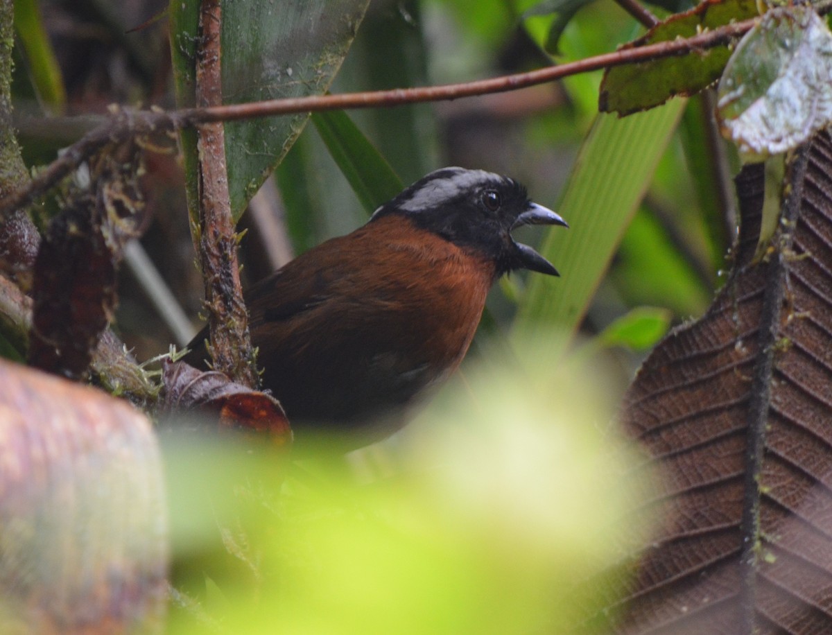 Tanager Finch - ML623236446