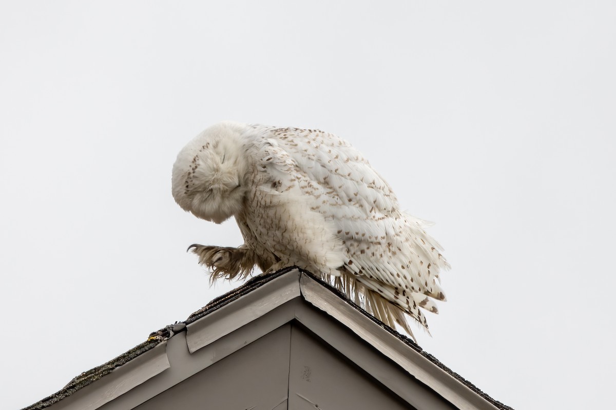 Snowy Owl - ML623236455