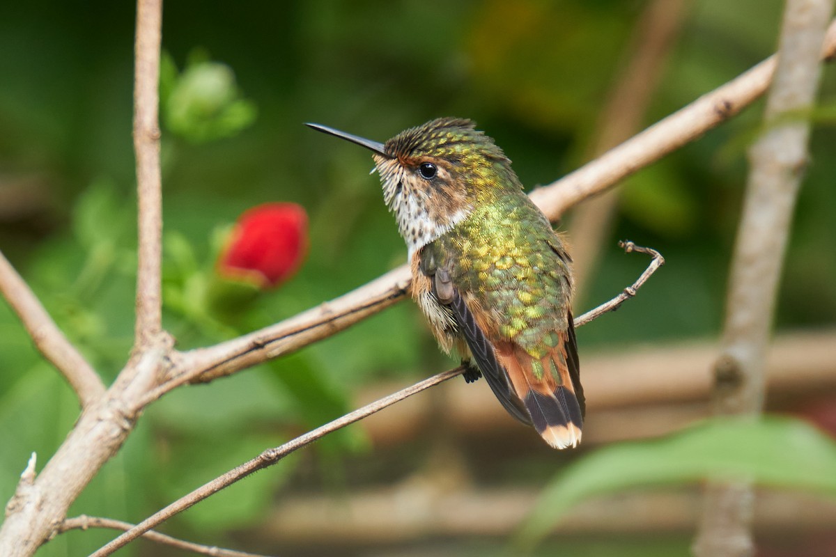 Scintillant Hummingbird - ML623236475