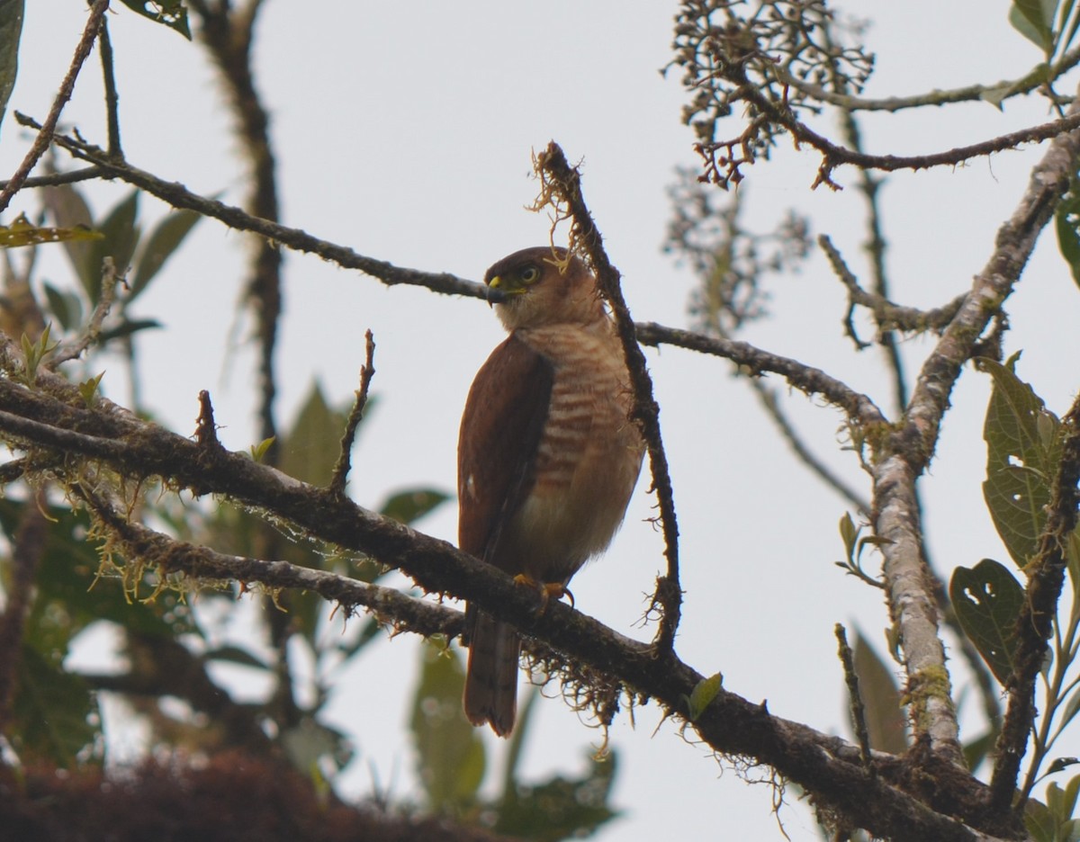 Semicollared Hawk - ML623236486