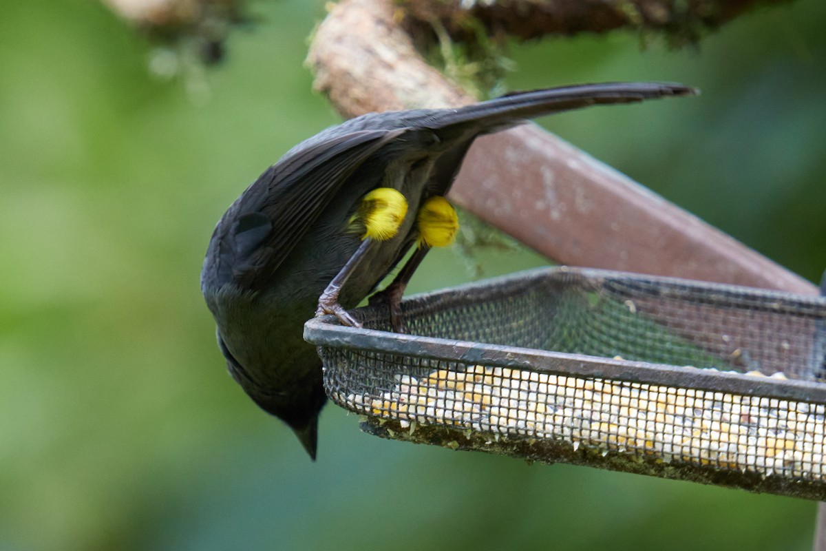 Yellow-thighed Brushfinch - ML623236488