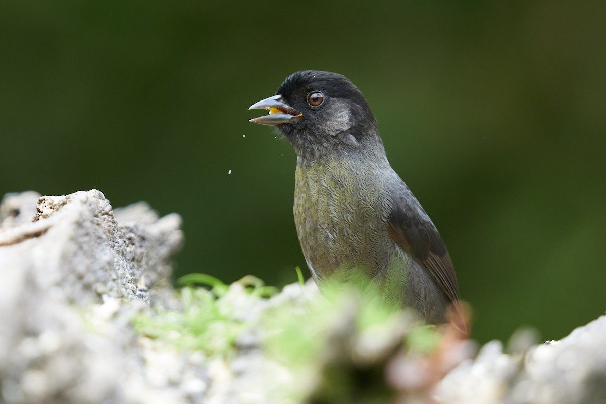 Yellow-thighed Brushfinch - ML623236489