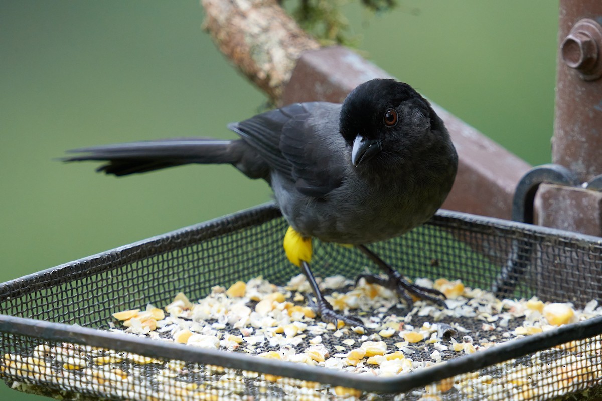 Yellow-thighed Brushfinch - ML623236490