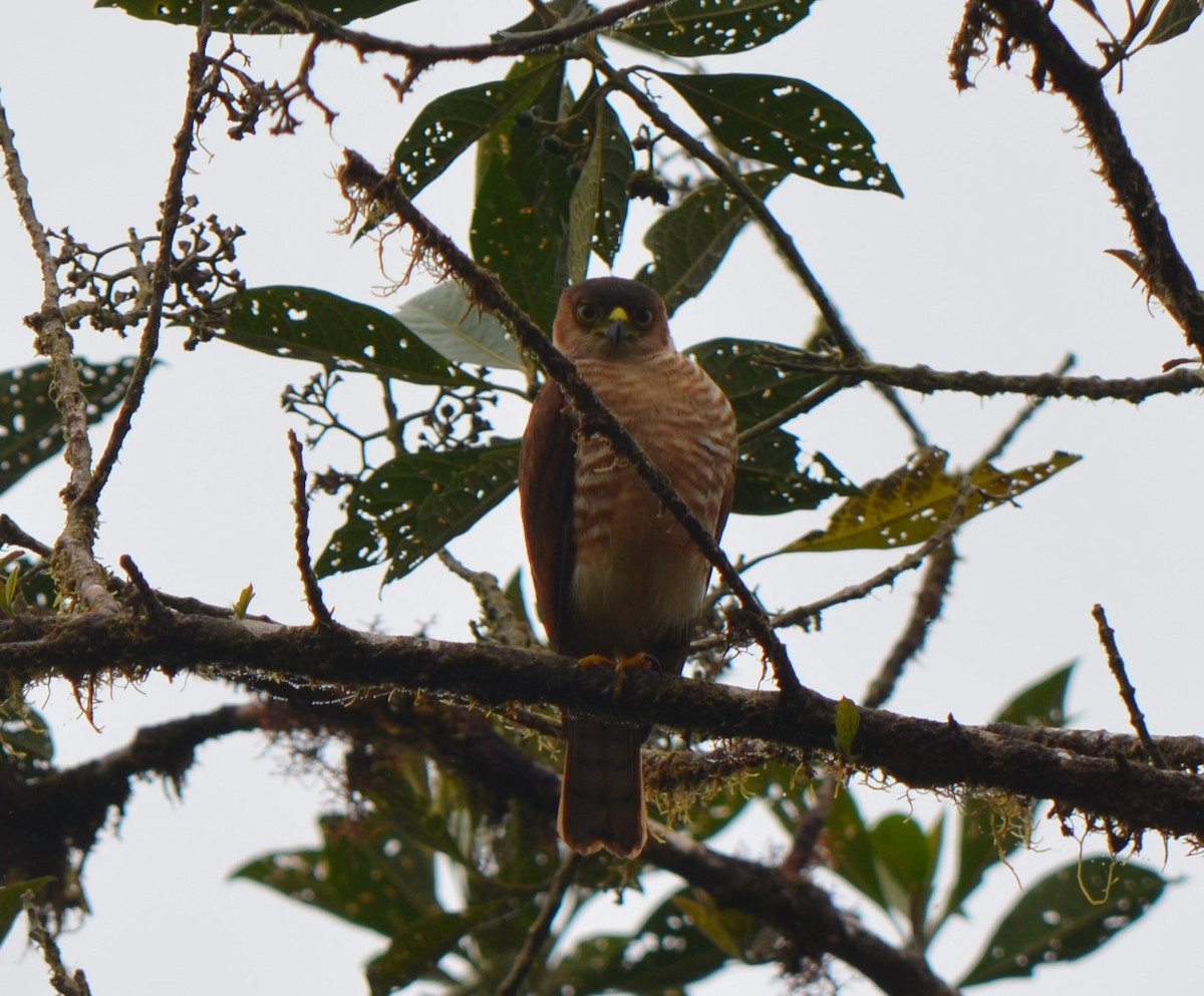 Semicollared Hawk - ML623236494