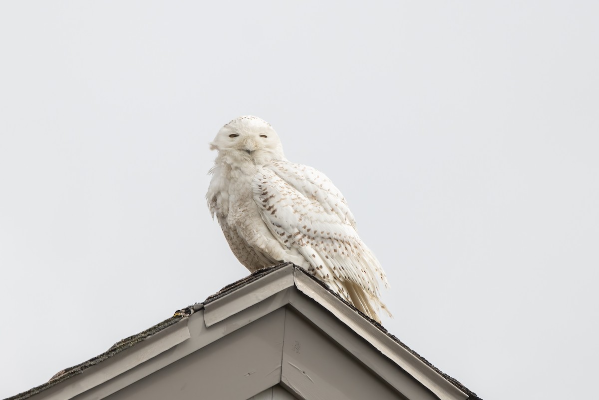 Snowy Owl - Kalpesh Krishna