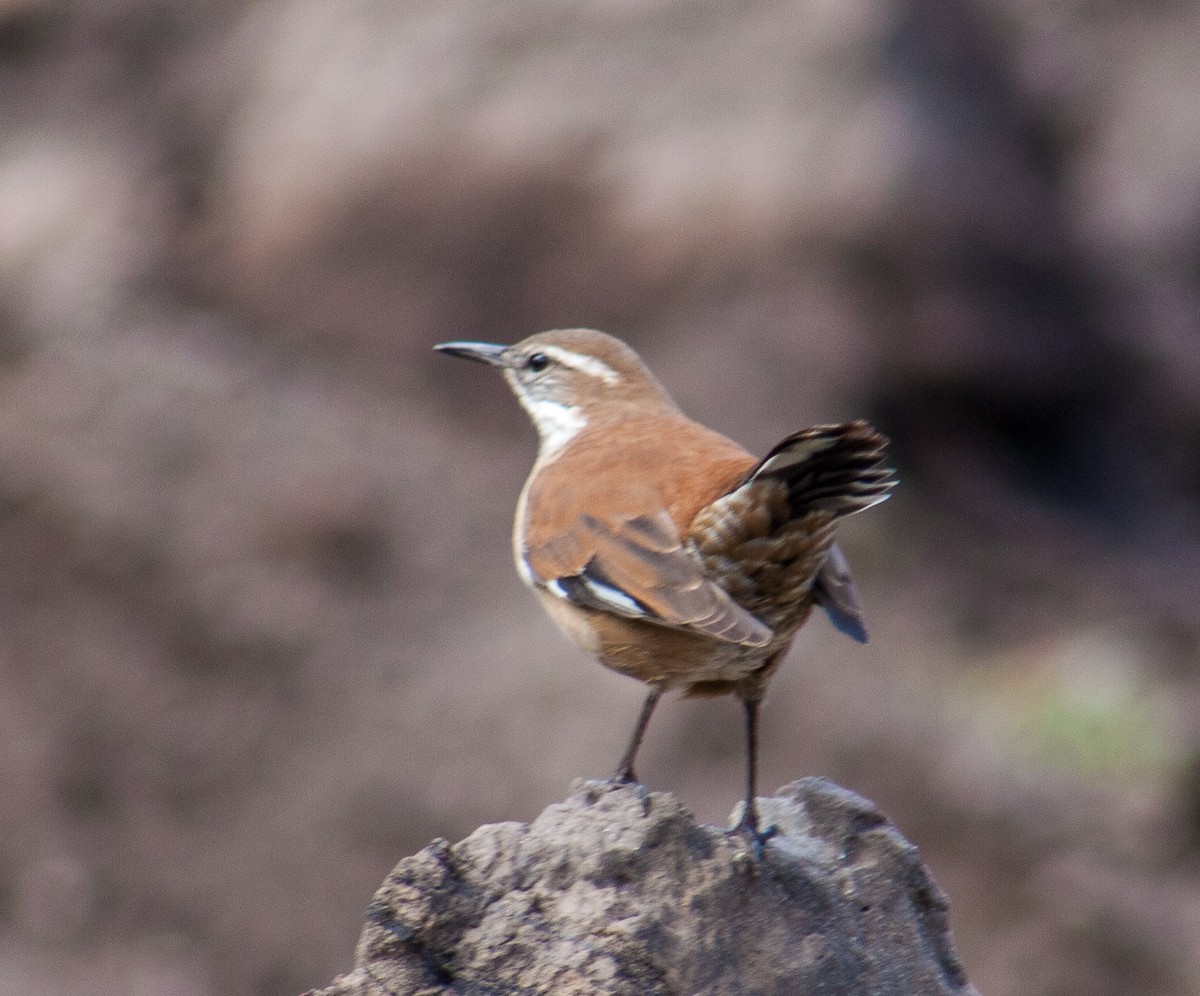 White-winged Cinclodes - ML623236516