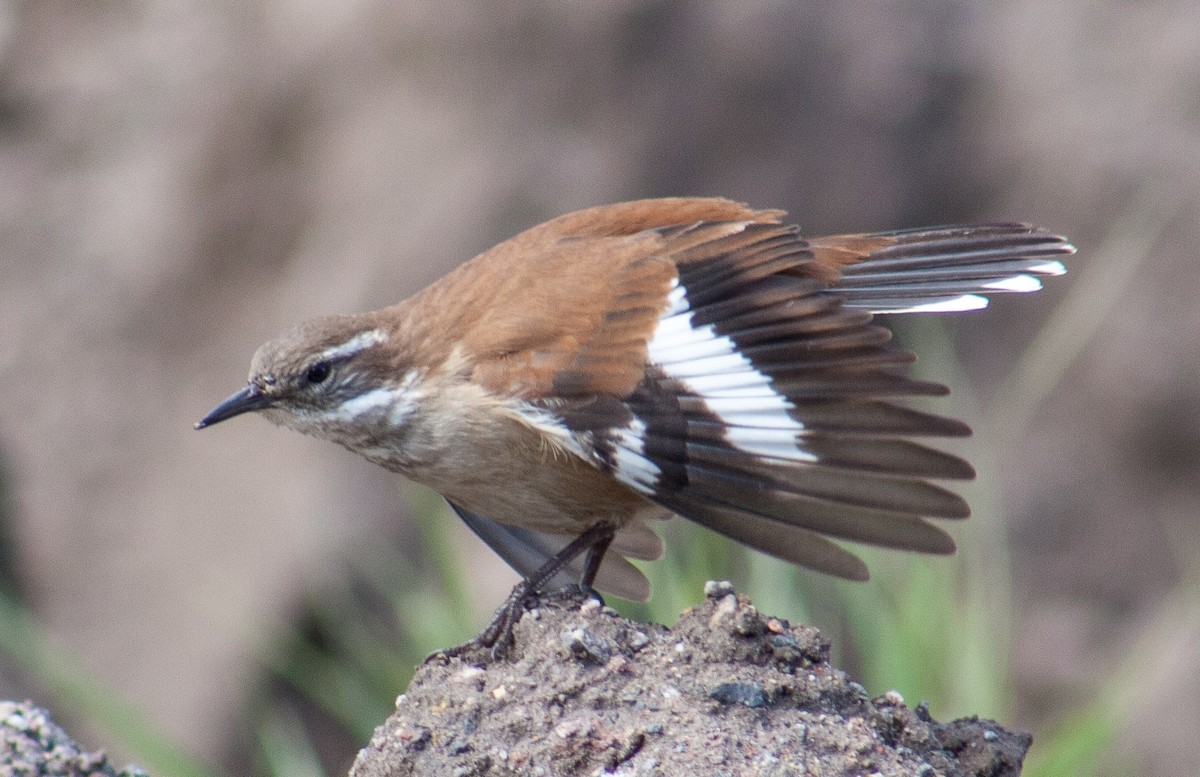 White-winged Cinclodes - Diego Villagran