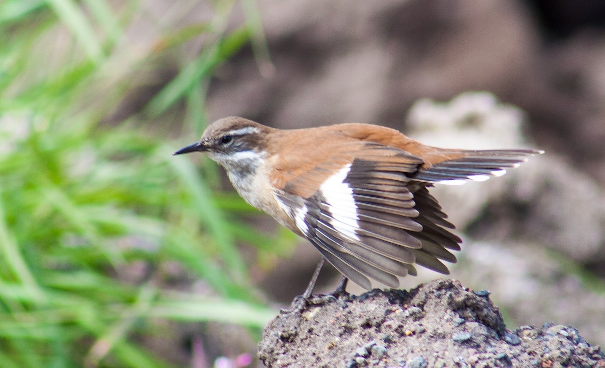 White-winged Cinclodes - ML623236519