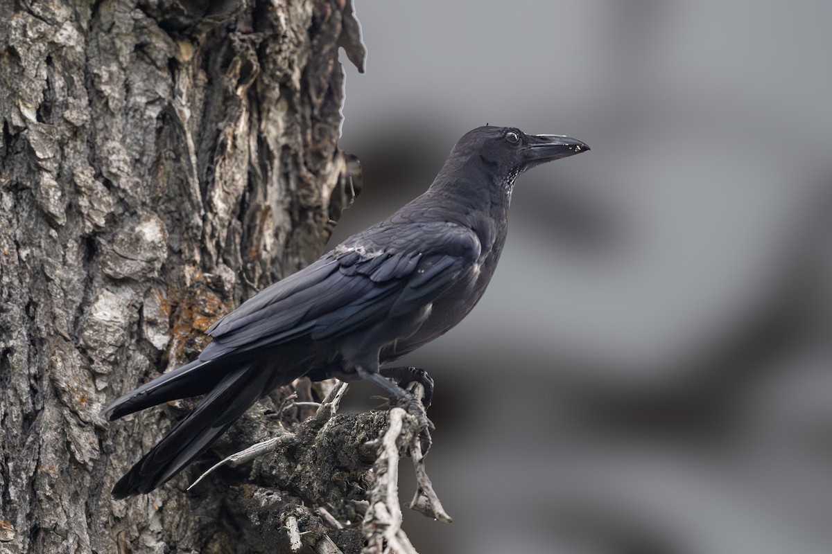 Large-billed Crow - ML623236522