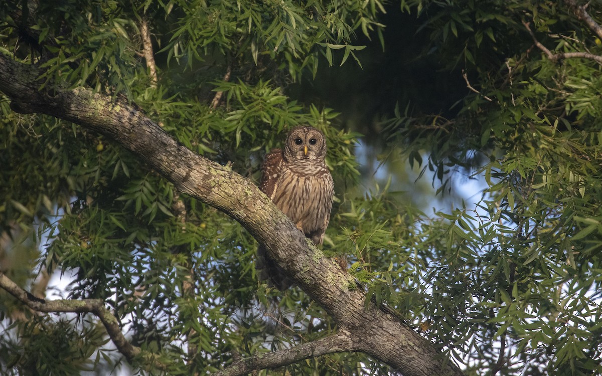 Barred Owl - ML623236533