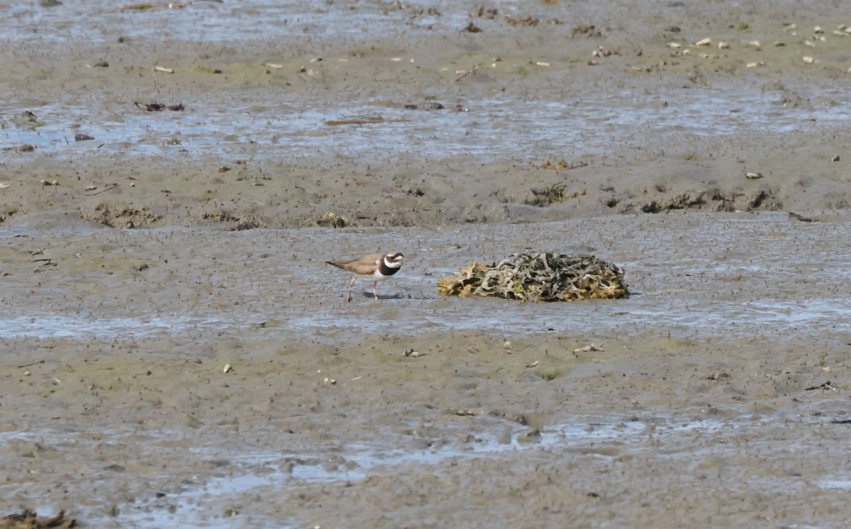 Txirritxo handia - ML623236534