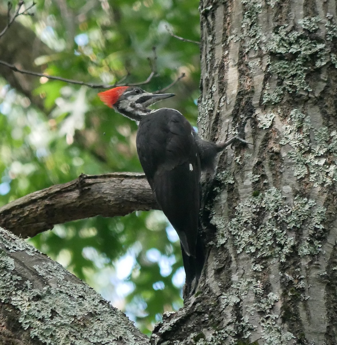 Pileated Woodpecker - ML623236613