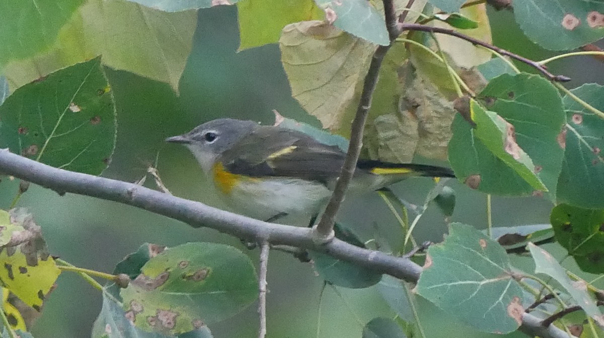 American Redstart - ML623236620