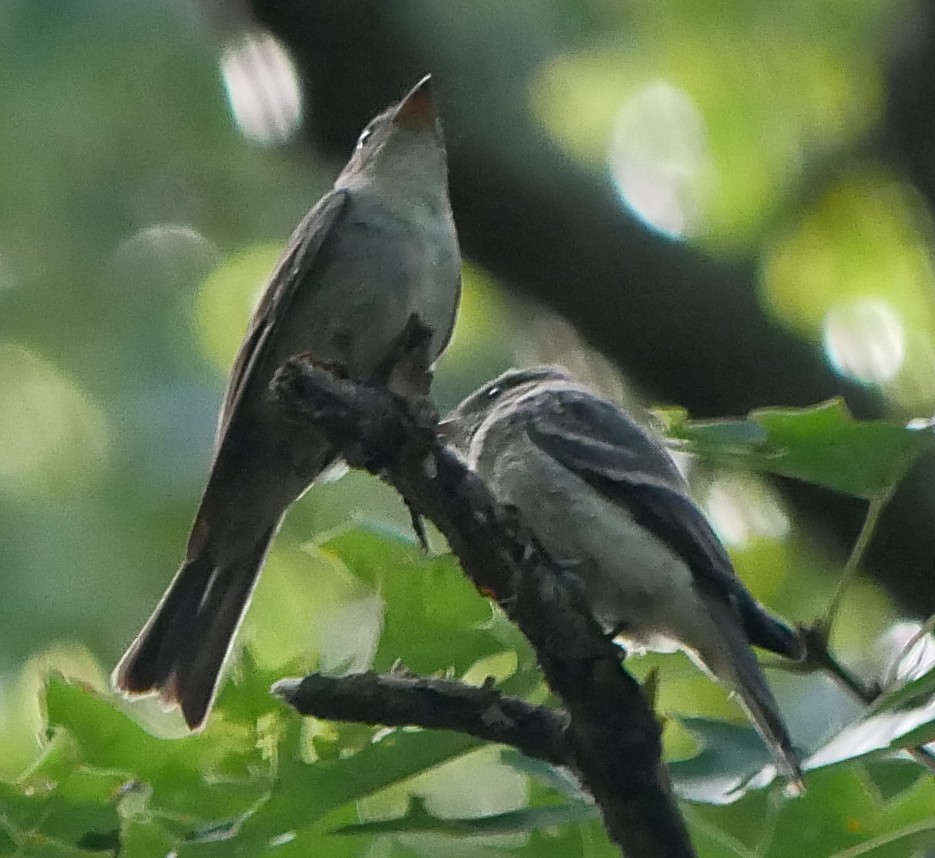 Eastern Wood-Pewee - ML623236624